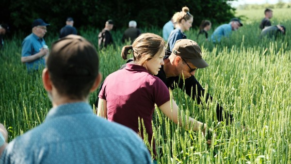 The European Grain Festival at Kalø had to quickly announce that everything was sold out.