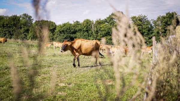 The drought has caused a feed shortage - now organic cattle in several countries must be given conventional feed.