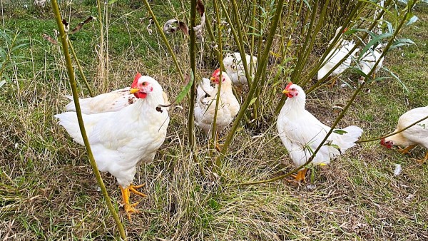 Dánské číslo zpochybňuje britskou studii o klimatickém dopadu ekologických vajec