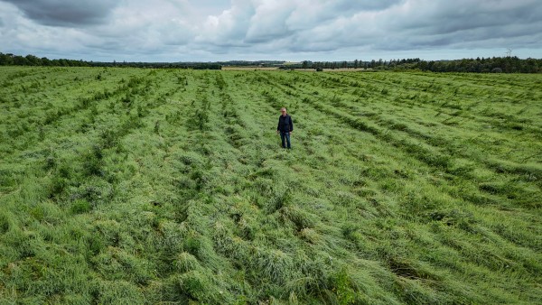 Kolenní kopřiva z jednoho pole musí pokrýt veškerou ekologickou potřebu Dánska