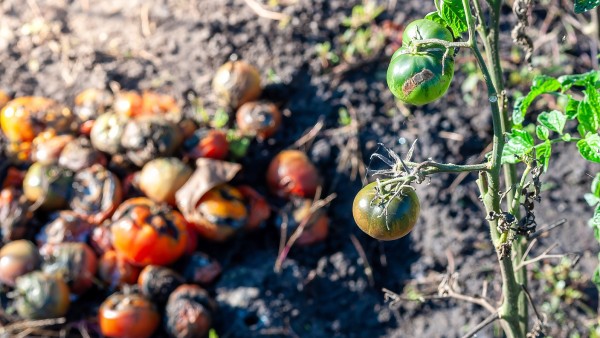 Zachování produkce zeleniny může učinit potraviny trvanlivější