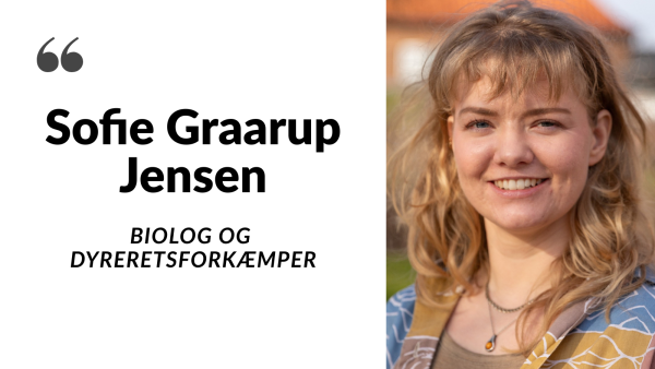 Es gibt keine Zuchtaale – sie werden in freier Natur gefangen.