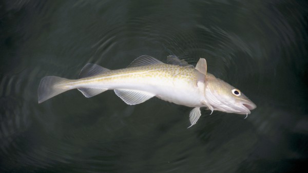 Pesce e gamberi vengono di nuovo soffocati nelle nostre acque
