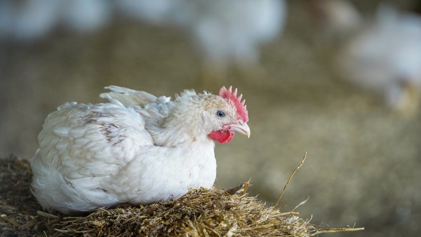 Forscher: Es ist falsch, die konventionelle Hühnerproduktion nachhaltiger als die ökologische zu nennen.
