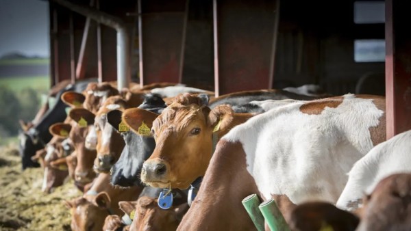 Arla ukončuje smlouvy s 29 ekologickými mléčnými farmáři ve Švédsku
