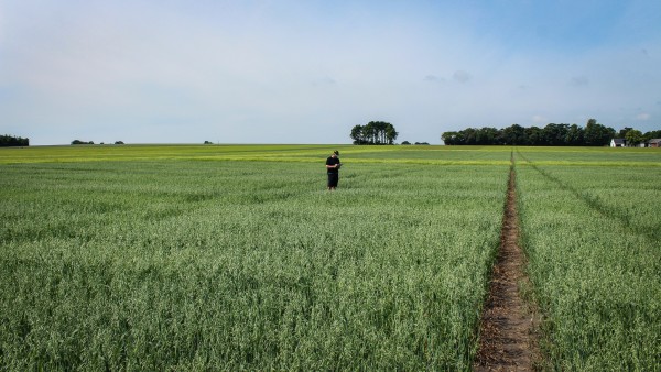 Aquí están las 10 mejores cosechas para el plan de campo del próximo año