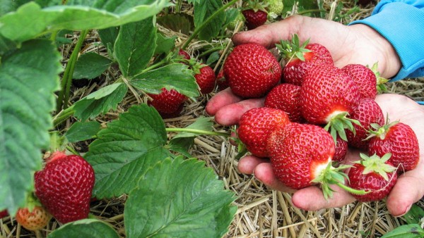 See the map: Here you find Danish organic strawberries