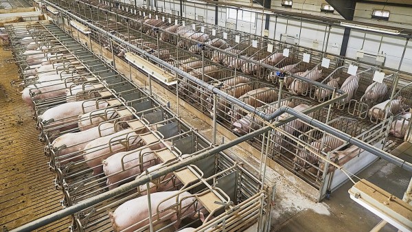 Neue Analysen kommen zu dem Schluss, dass die konventionelle Landwirtschaft für Dänemark ein Verlustgeschäft ist.