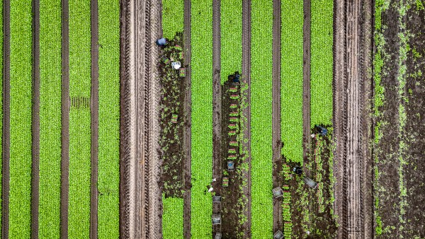 Ny rapport: Danskerne bakker op om landbrugets vigtighed, men er uenige om vejen til den grønne omstilling