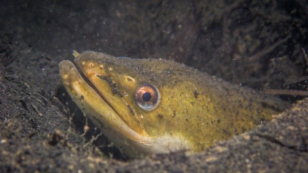 L’associazione dei pescatori critica l’appello di un biologo a non mangiare più anguilla.