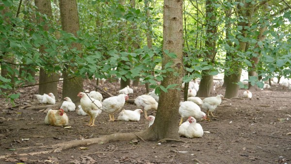 Îmbunătățirea bunăstării animalelor: Acum este rândul puilor de găină