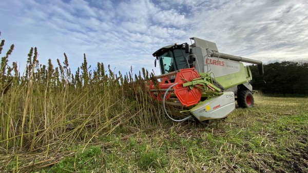 Dansk økohamp kollapsede – nu er produktionen på vej tilbage