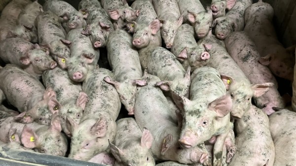 Konec triků zemědělců s Cvr pro vyhýbání se kontrole dobrých životních podmínek zvířat: Vláda posiluje kontrolu s 15 iniciativami
