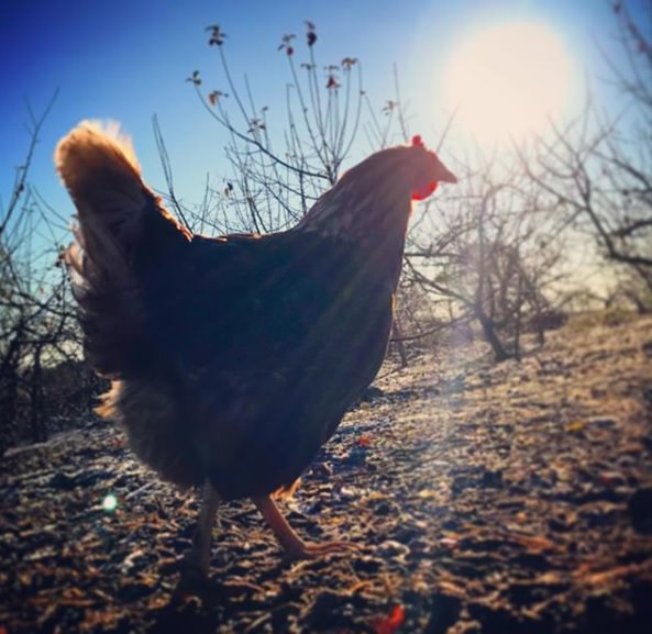 En høne går udenfor med solen i baggrunden