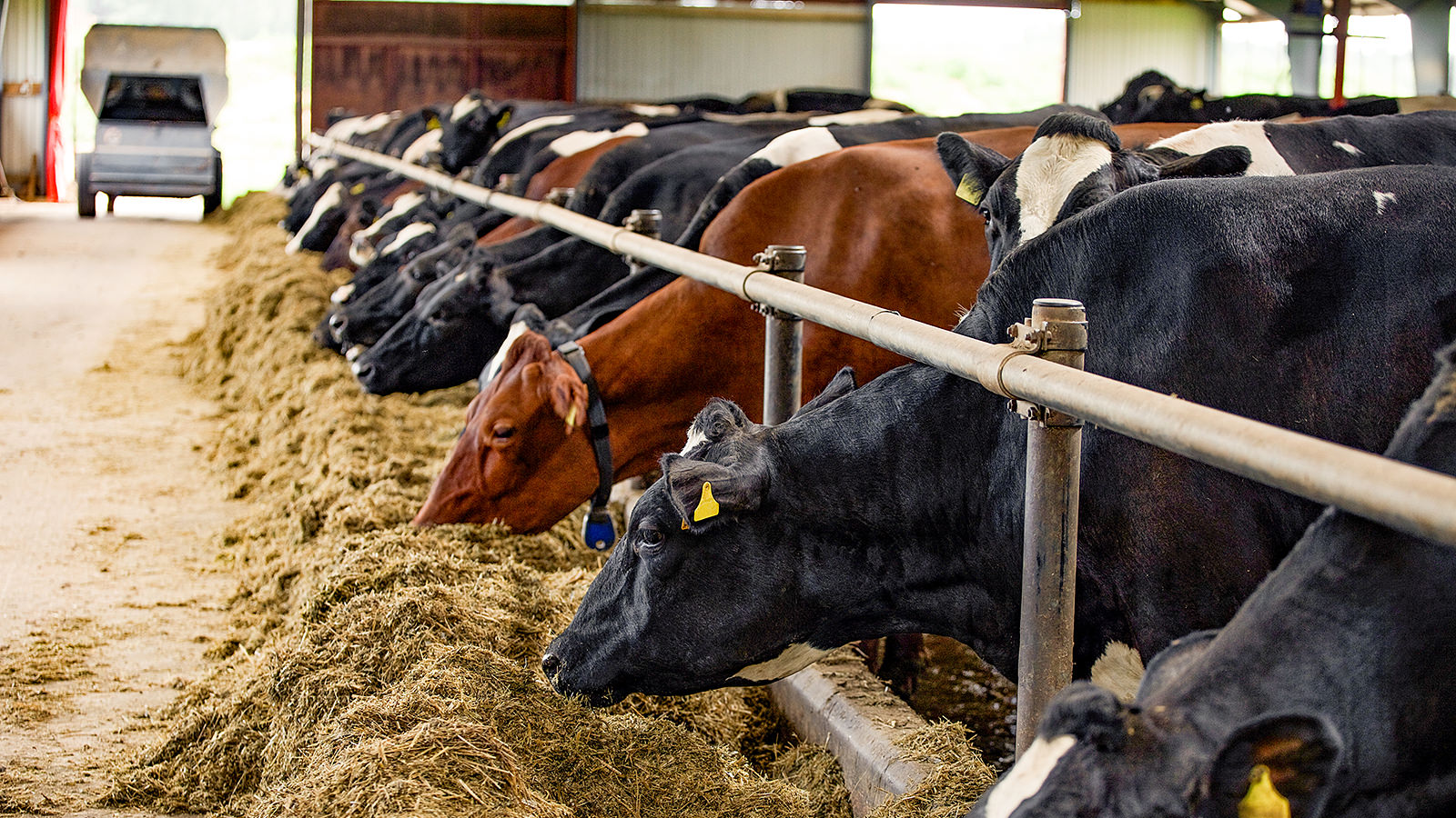 Køer på stald spiser foder