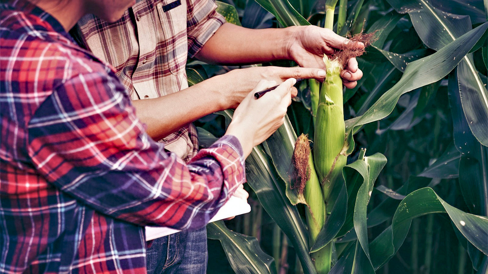 To landmænd står og studerer en majsafgrøde