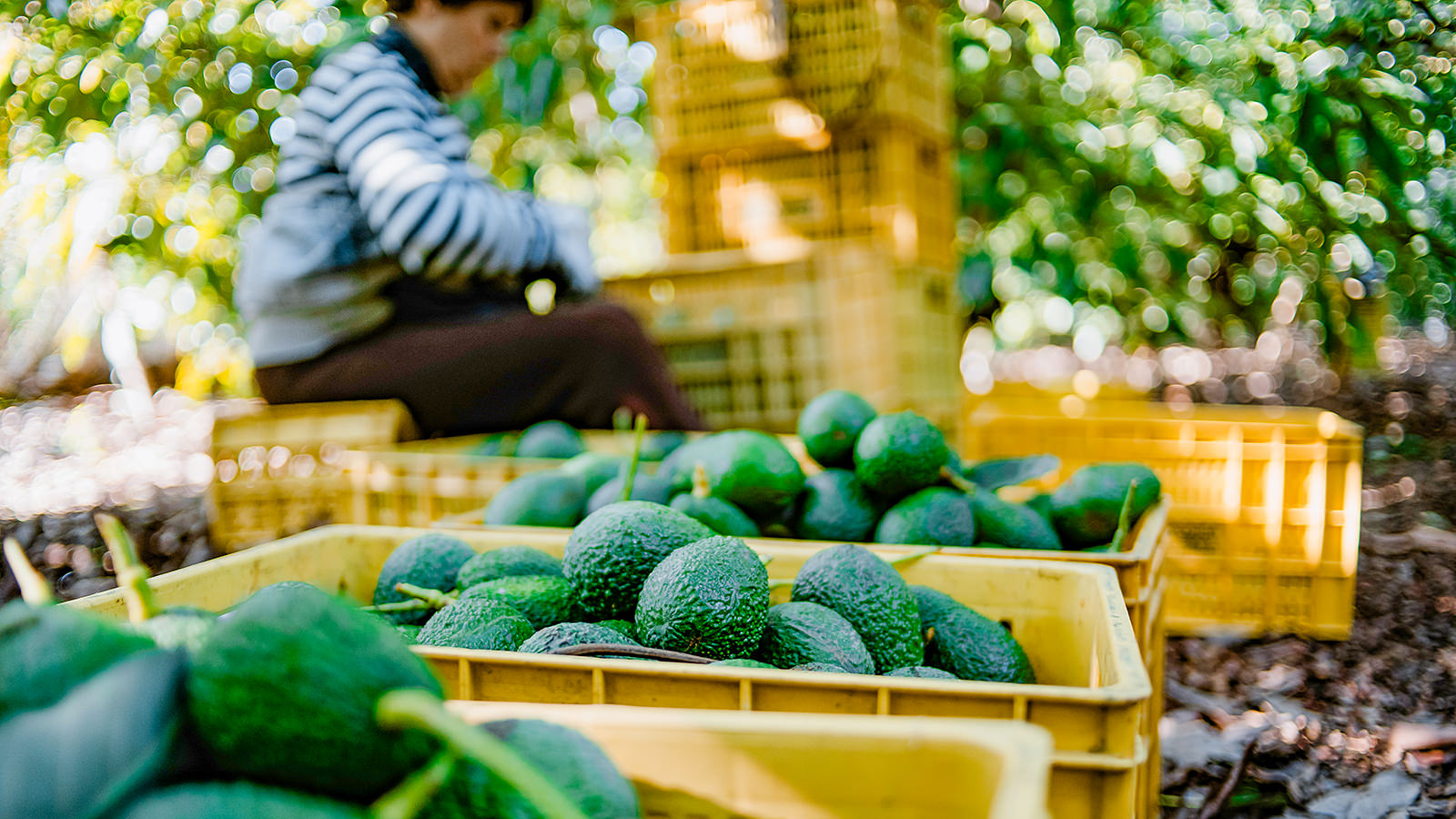 avocadoer-colourbox42825306-aw-1581432992.jpg