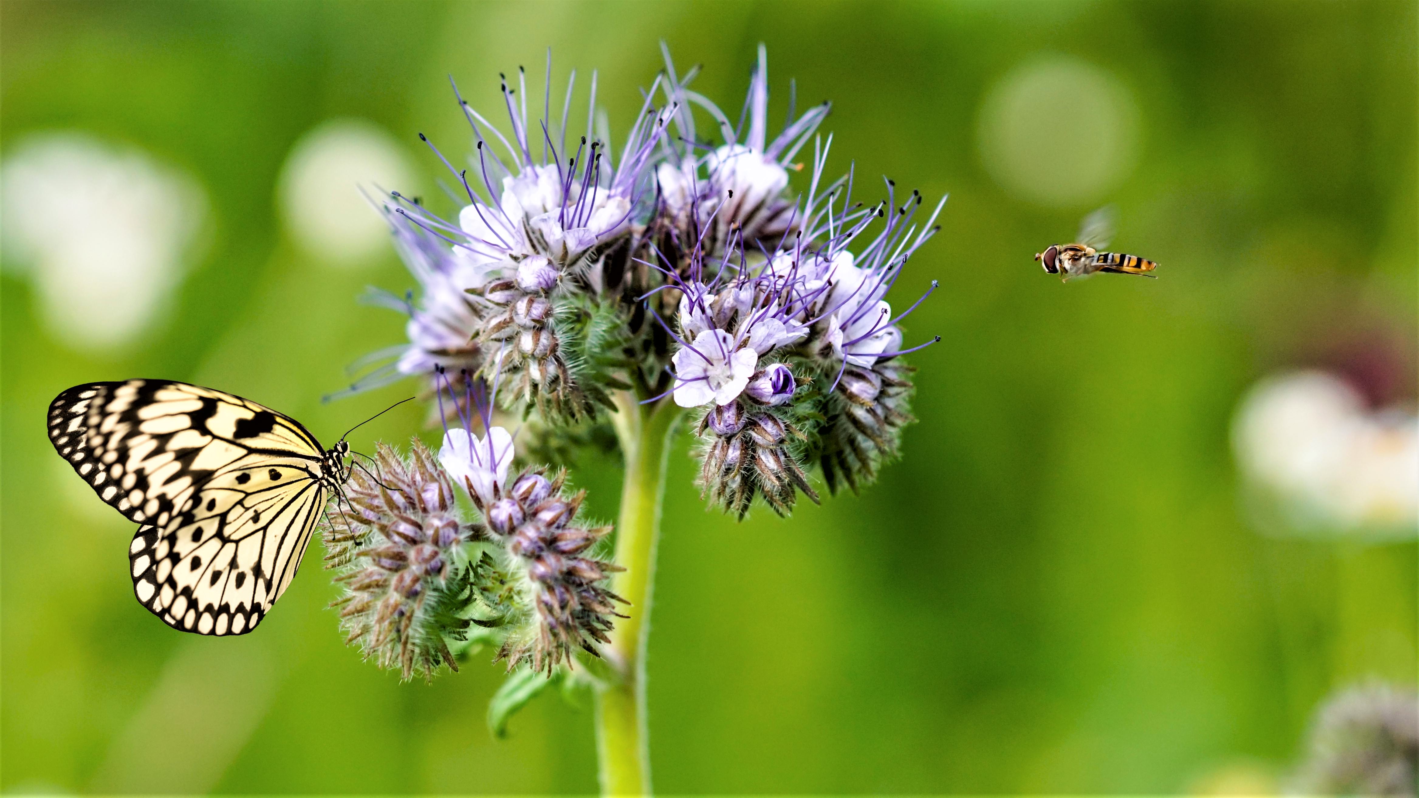 En sommerfugl og hveps flyver om en blomst