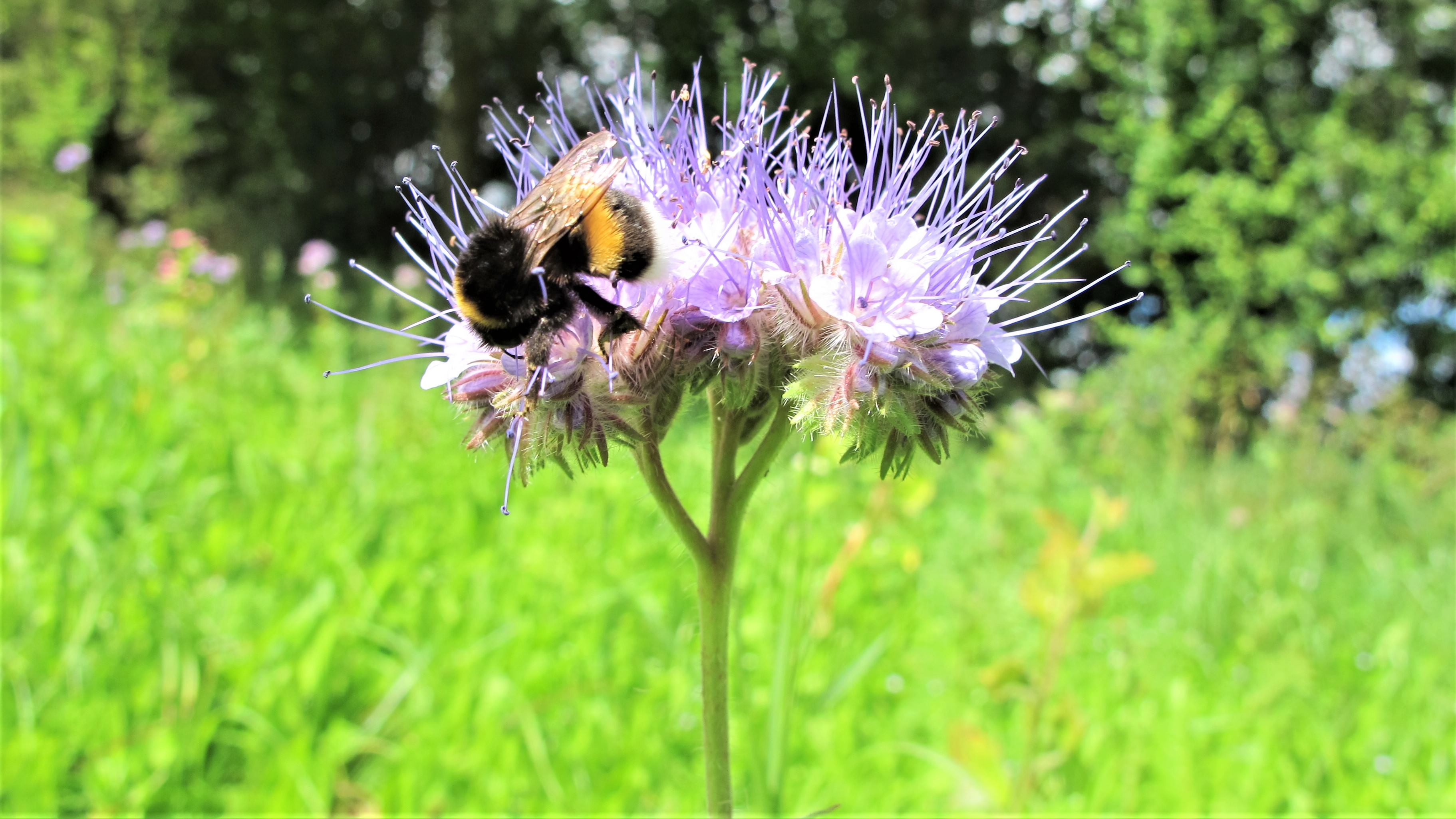 En jordhumle suger nektar fra en honningurt