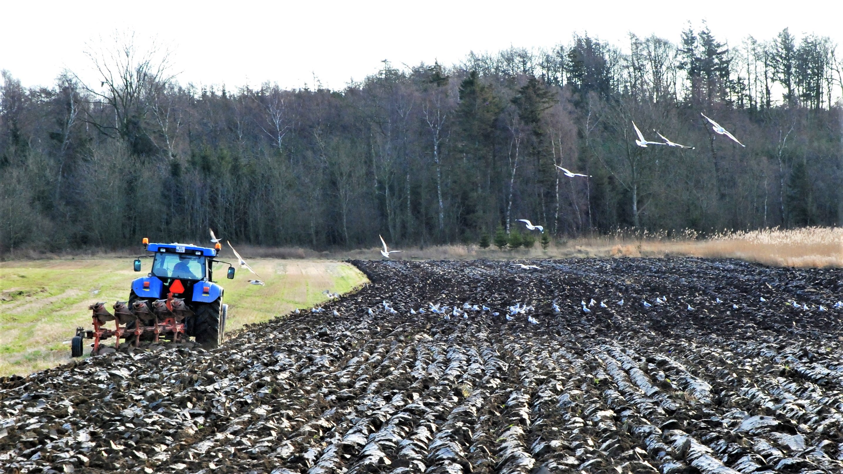 En blå traktor er ved at pløje marken