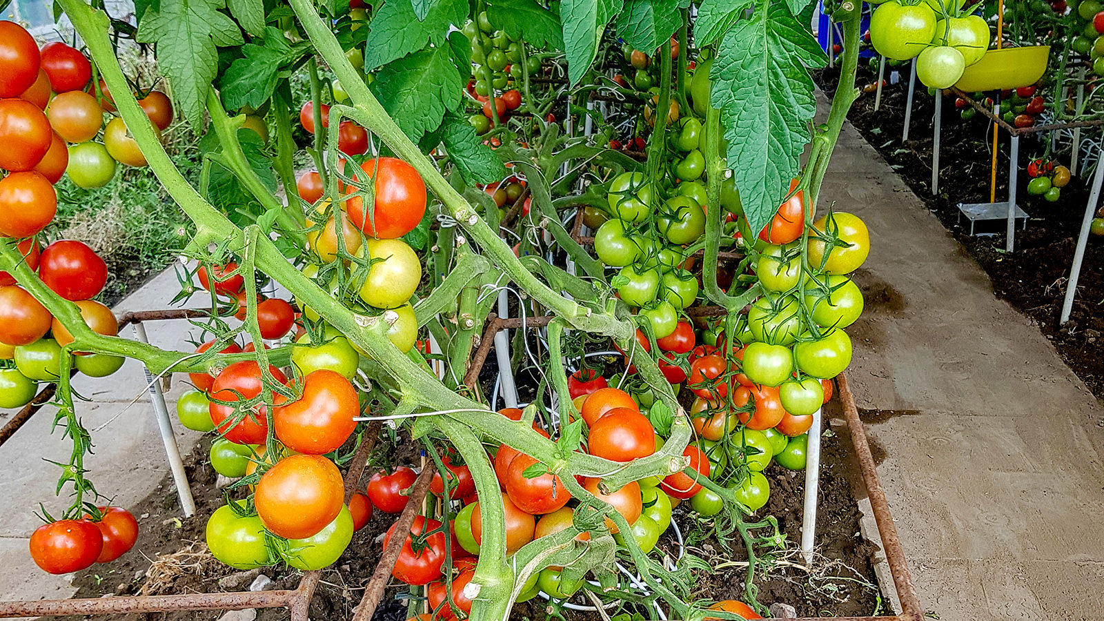 Tomatplanter med mange flotte tomater