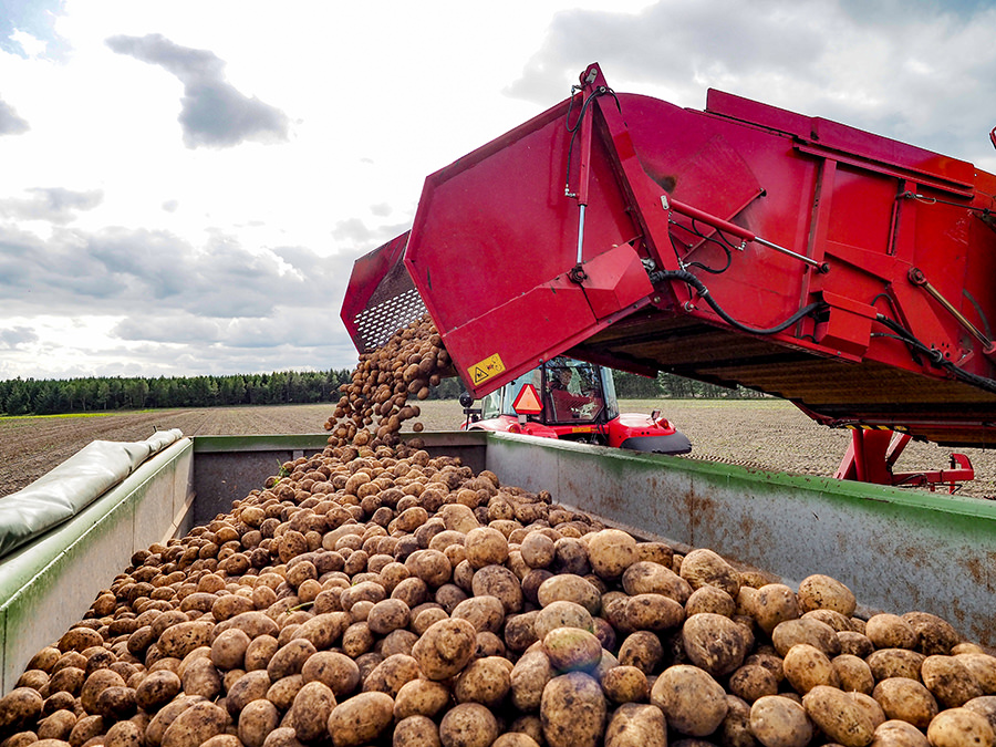 Nyoptagne kartofler læsses på vogn