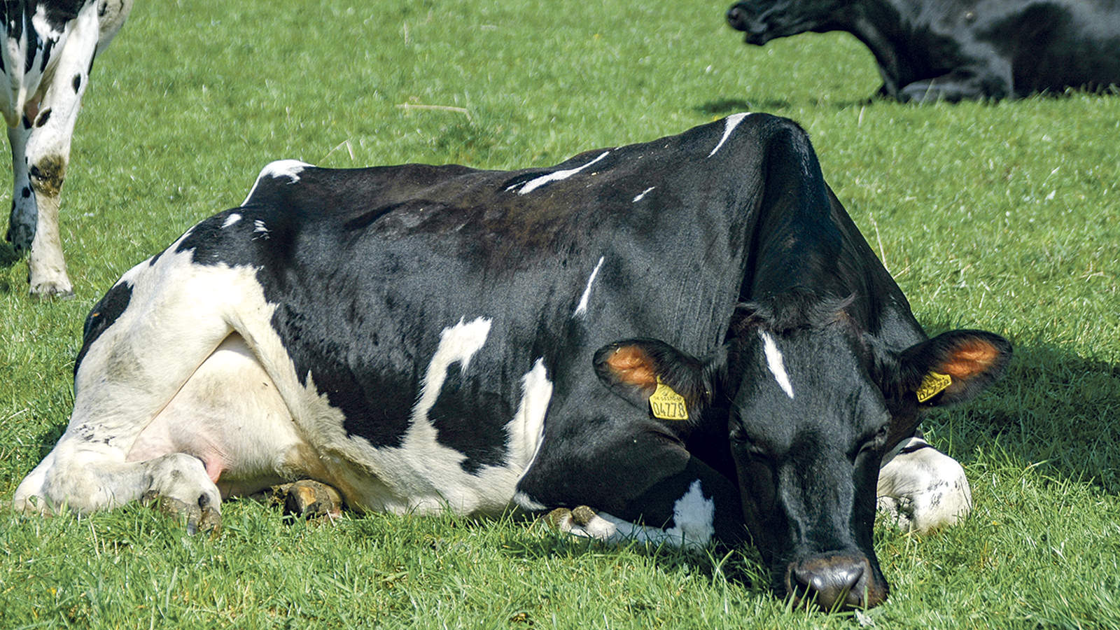 Sortbroget ko hviler sig på marken