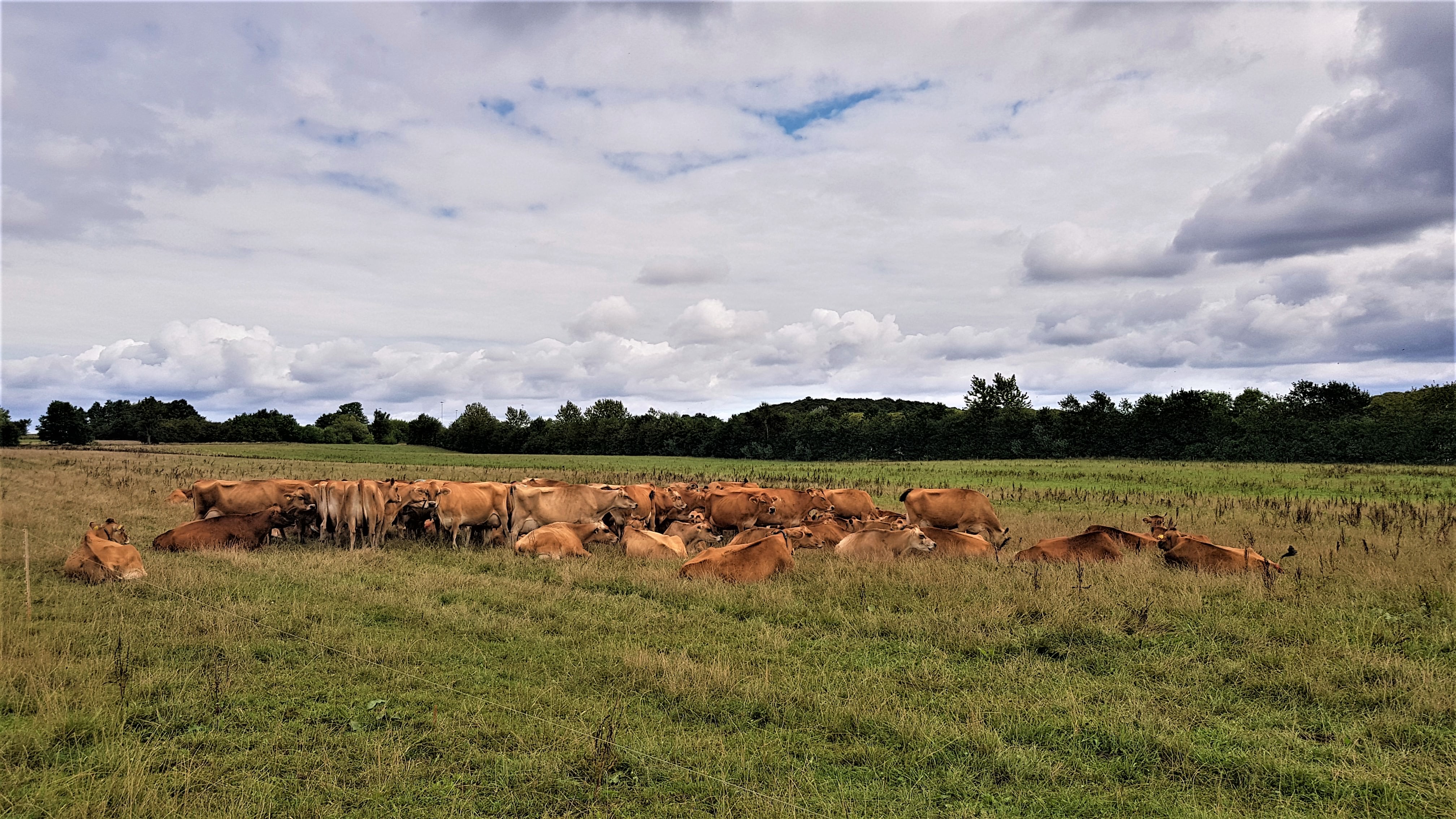 En flok køer er samlet på en græsmark - i baggrunden ses træer