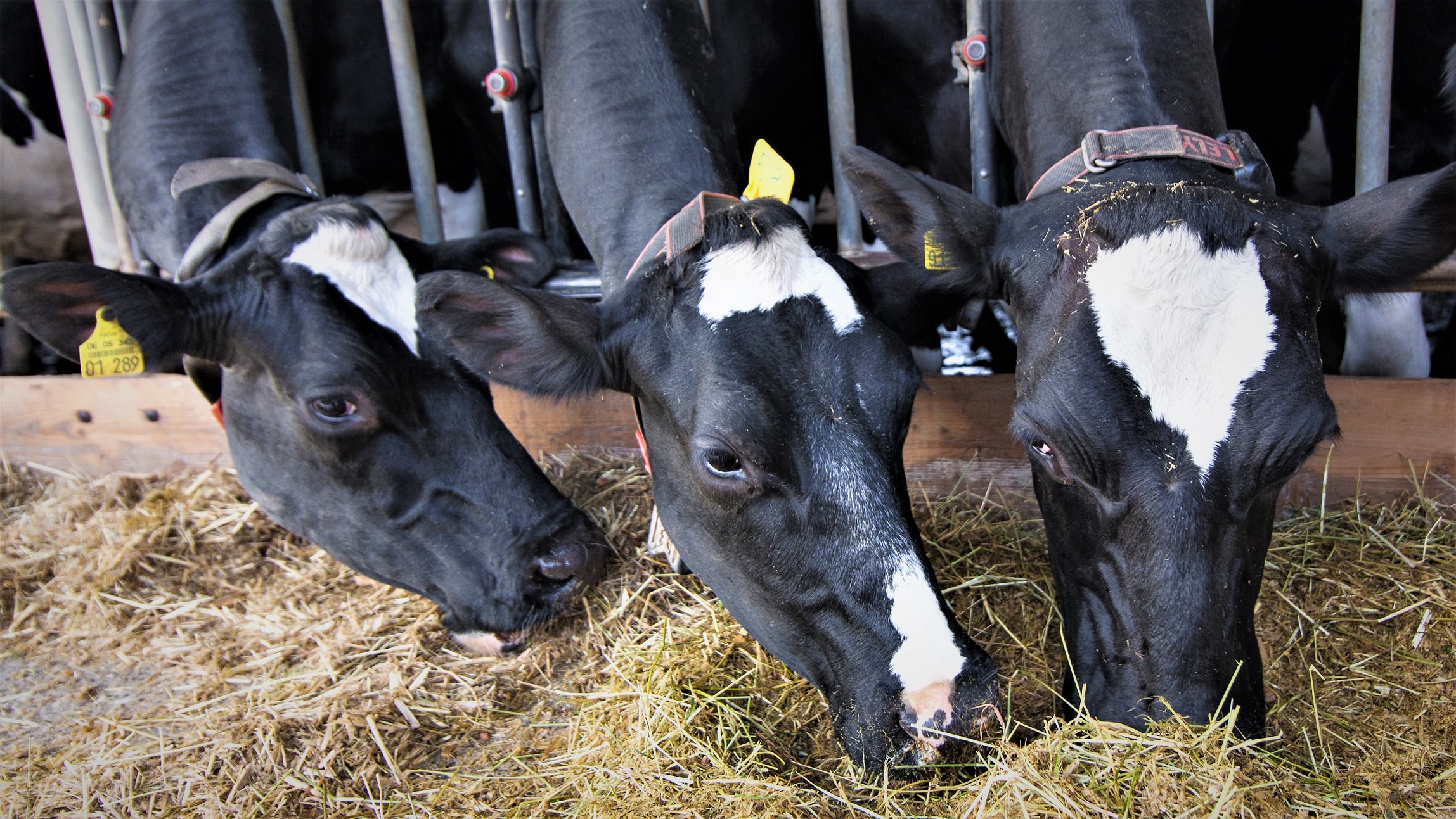 Køer i en stald spiser foder