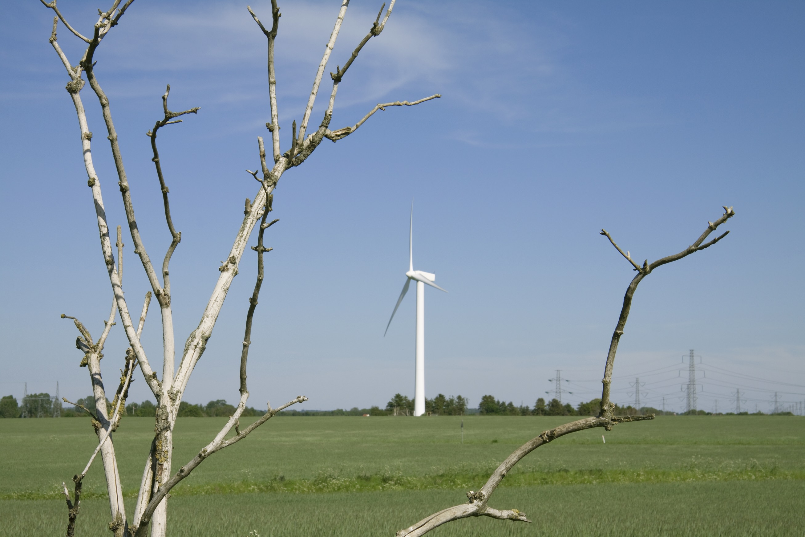 Et træ uden blade ses i forgrunden - i mellemgrunden ses en mark og i baggrunden ses en vindmølle