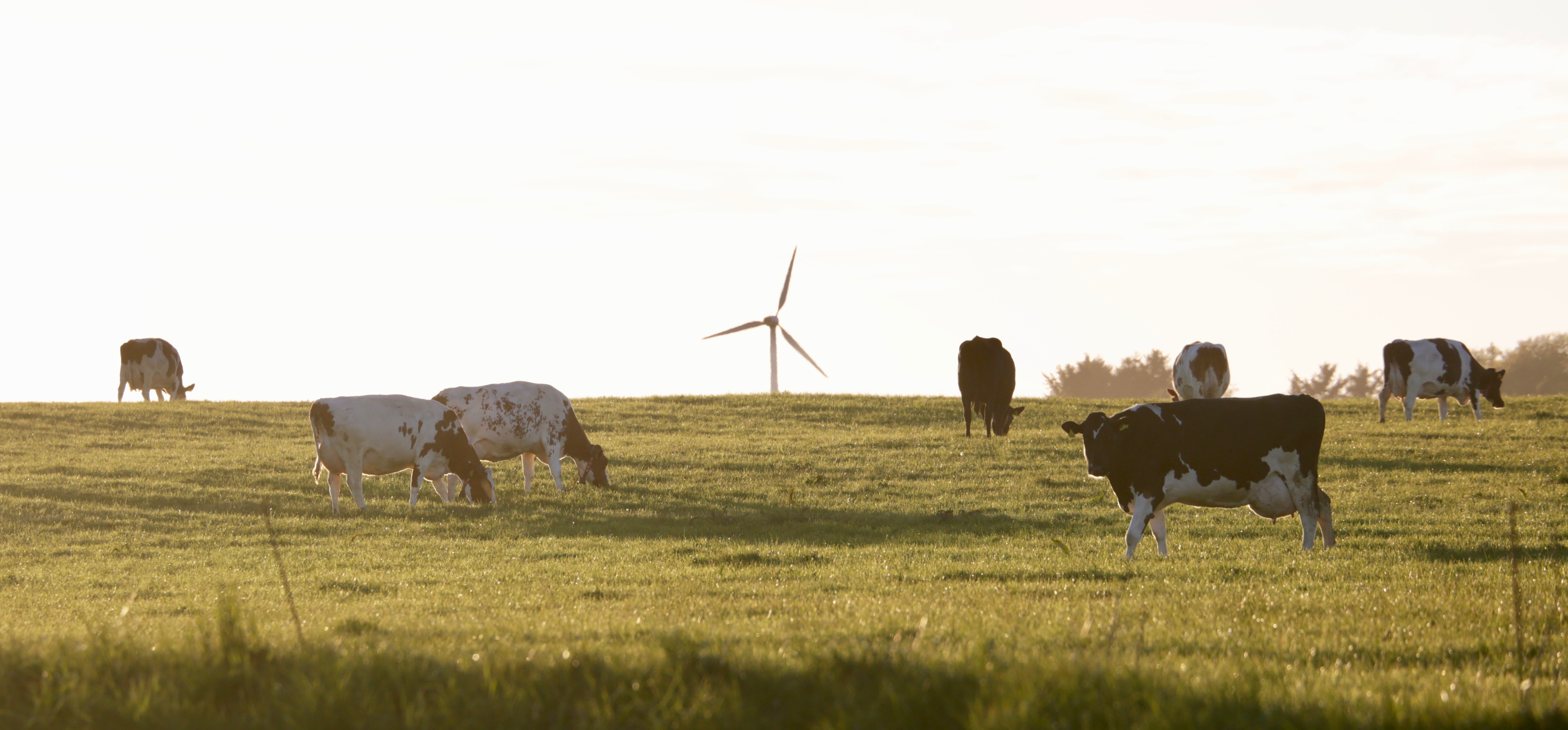 køer på græs med en vindmølle i baggrunden
