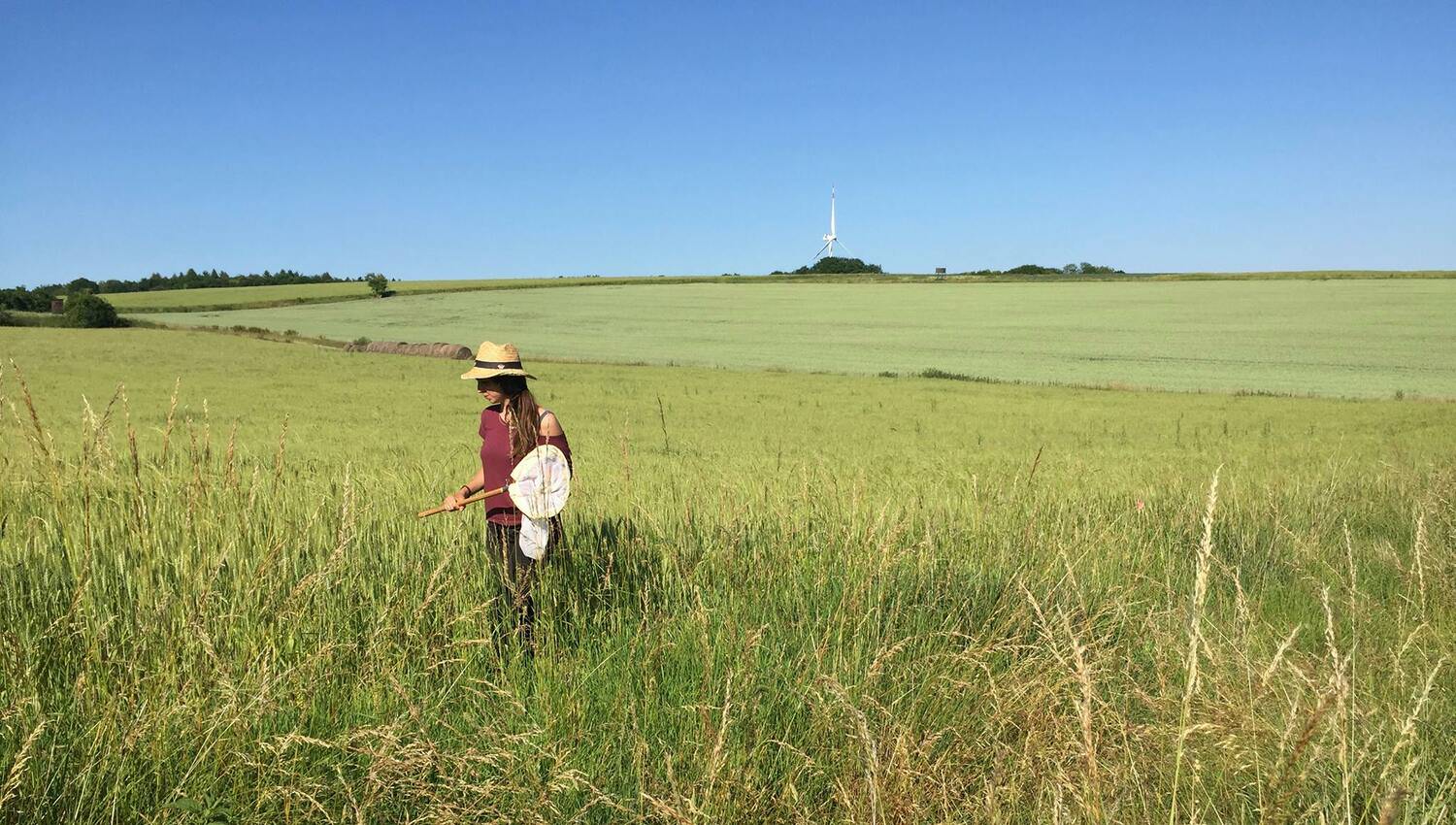 Forsker Costanza Geppert står på en mark hvor hun er ved at indsamle bier med et net