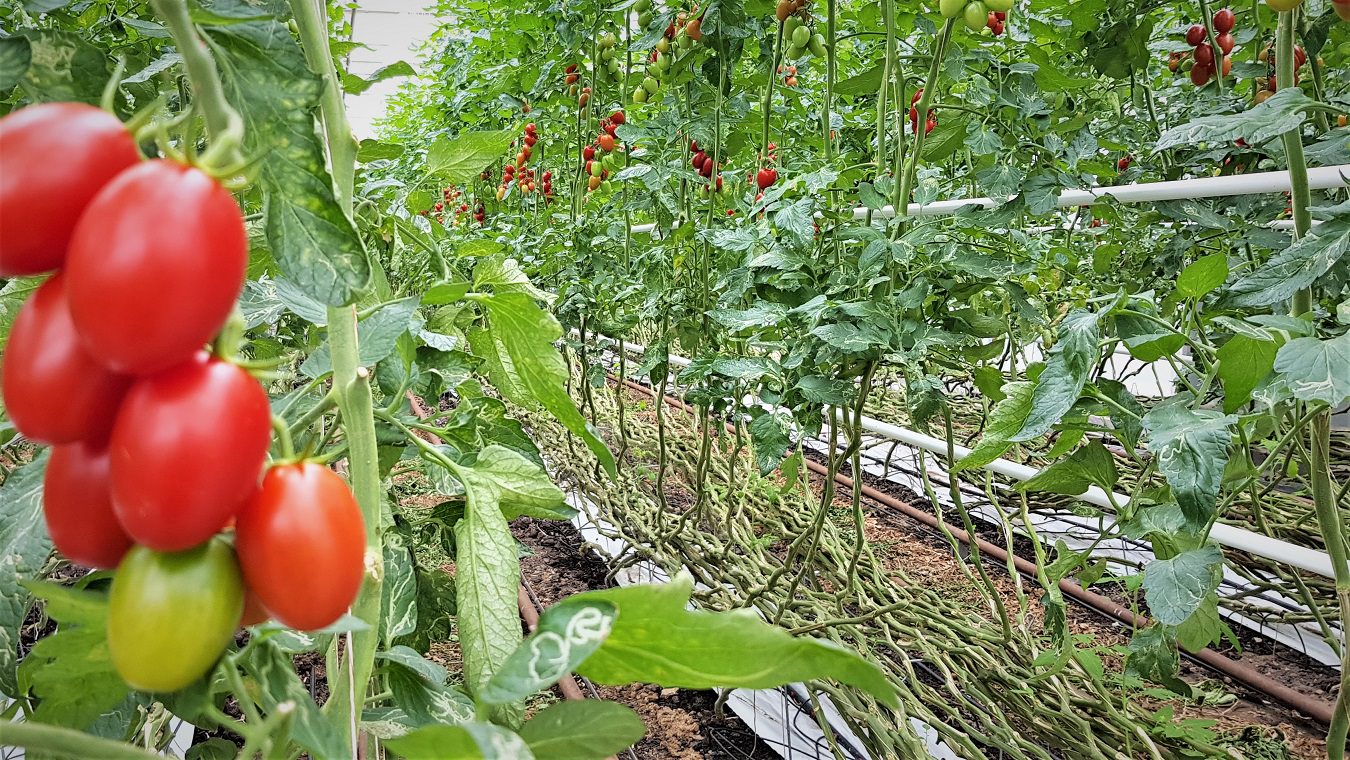 Billede af økologiske tomatplanter i et væksthus