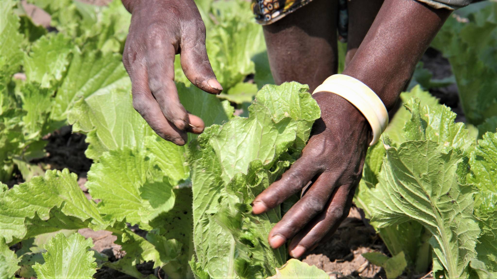 landbrug-uland-zambia-fattig---foto-af-bioversity-international-e.hermanowicz-flickr-cc-by-2.0.jpg