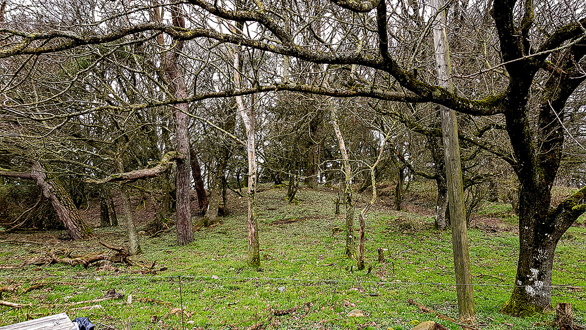 Ca. 1/3 af øens areal er dækket af skov. Og i en del af egeskoven græsser køerne, så blandt andet ahorn kan holdes nede.