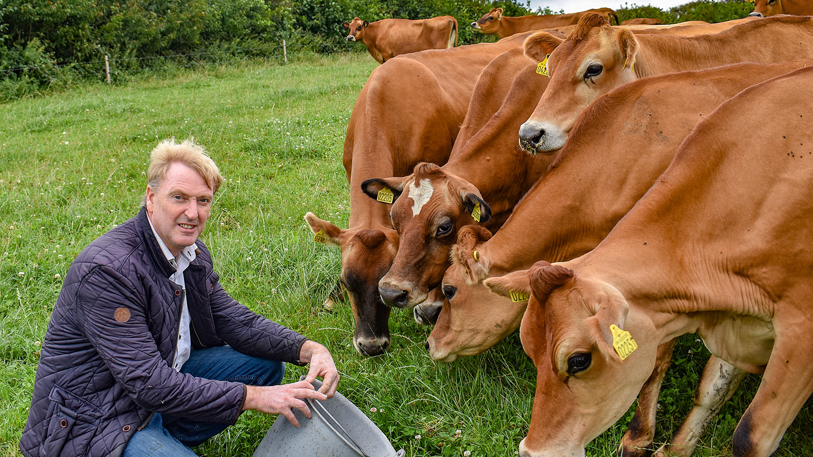 Svend Brodersen fodrer køer på græsmark