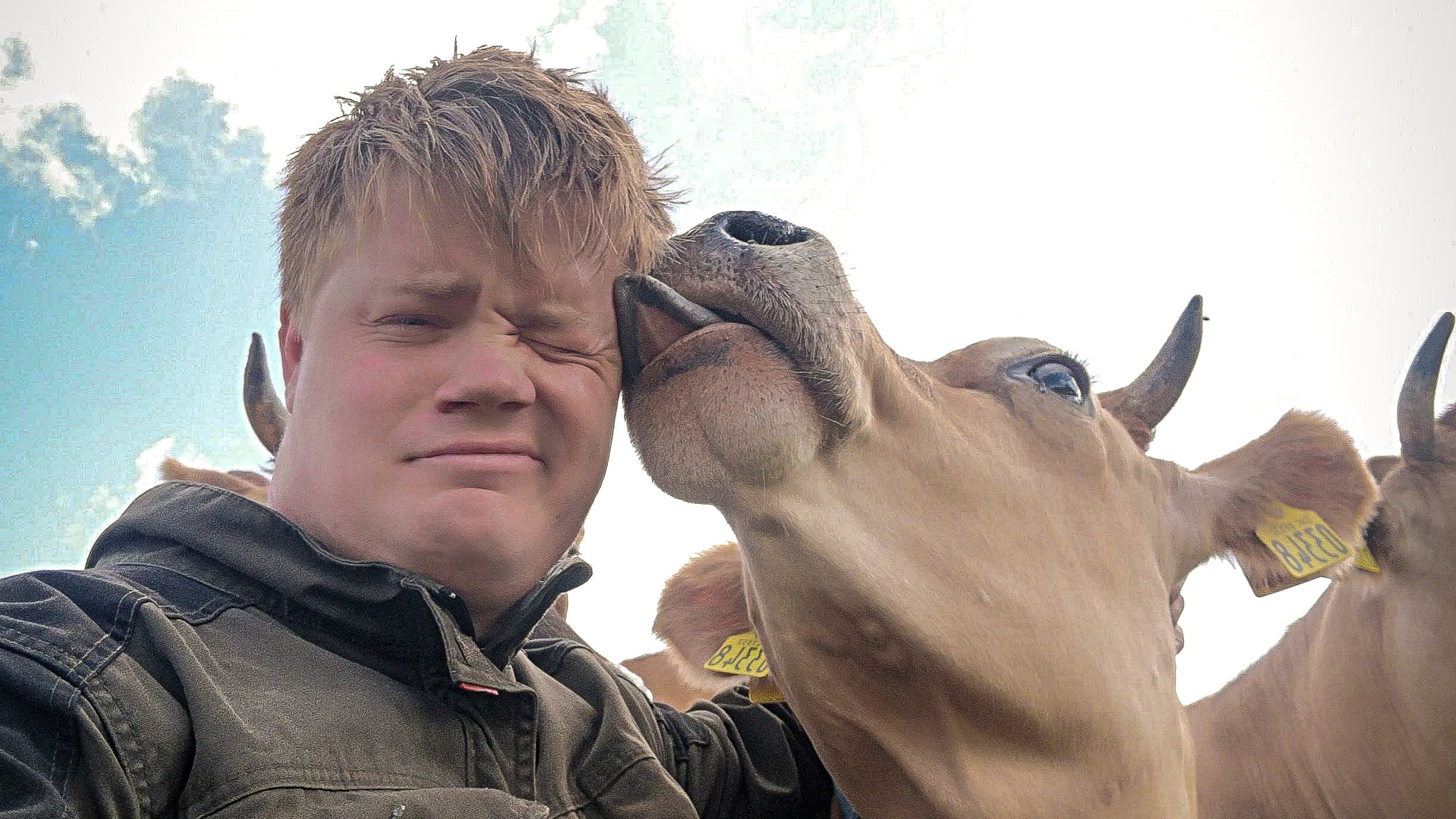 En ko slikker Jelmer Bloten i ansigtet
