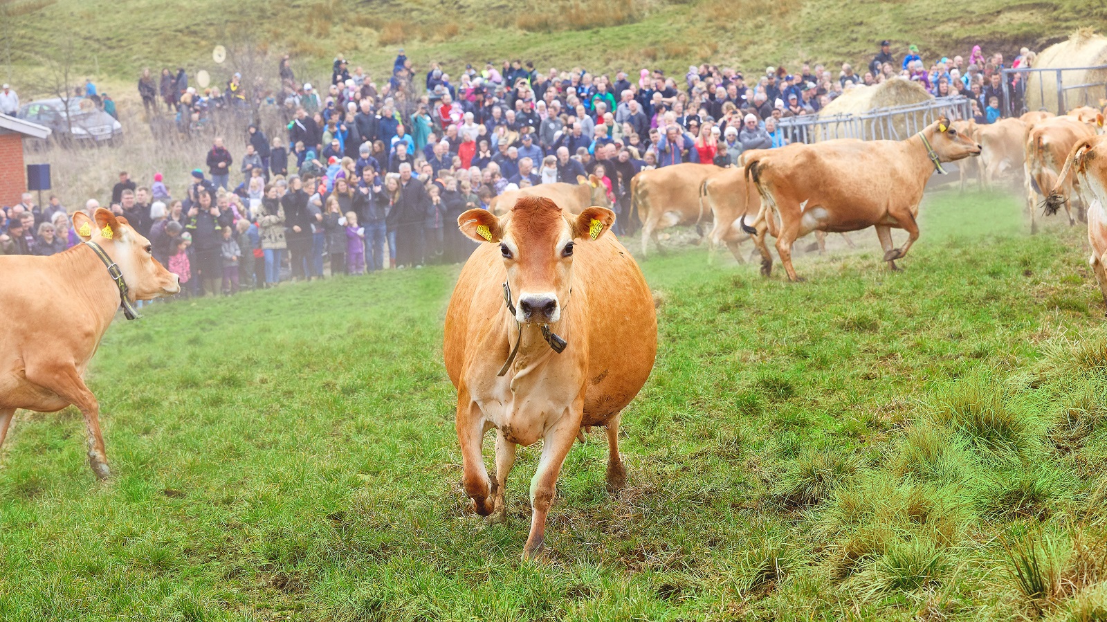 Jerseyko-med-folk-i-baggrunden-AEkodag.jpg