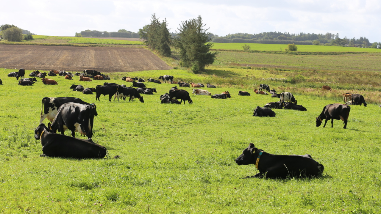 Køer på græsmark