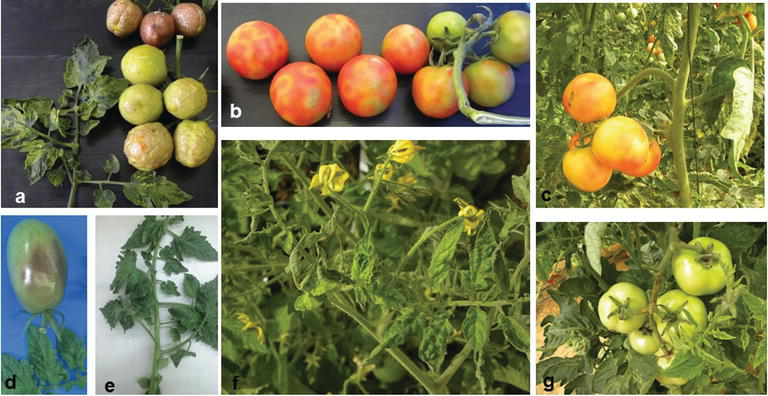 Billeder af tomater ramt af tomatskrumpevirus