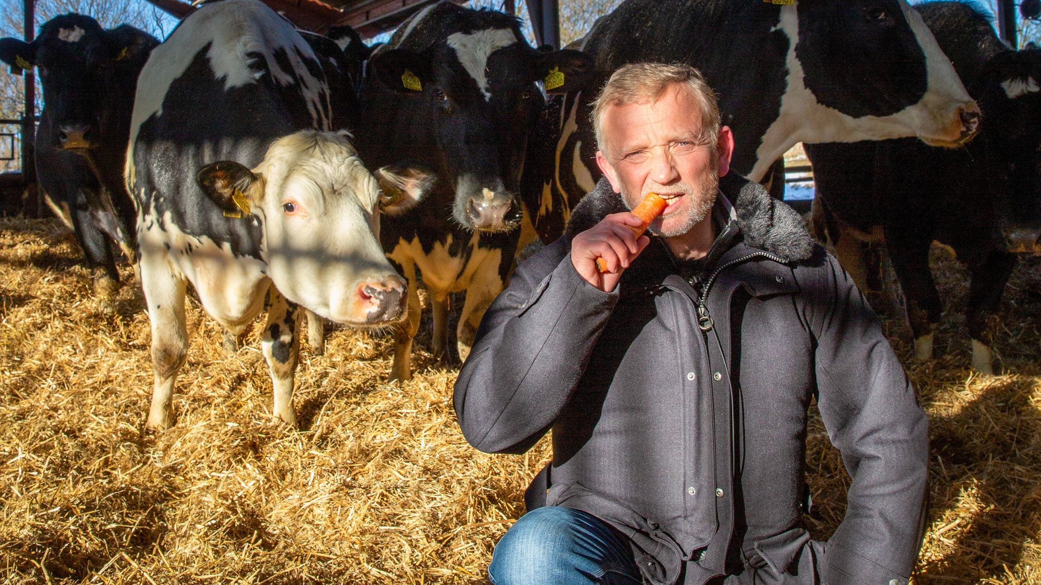 Preben Lauridsen sidder i en stald med køer bag sig og spiser en gulerod