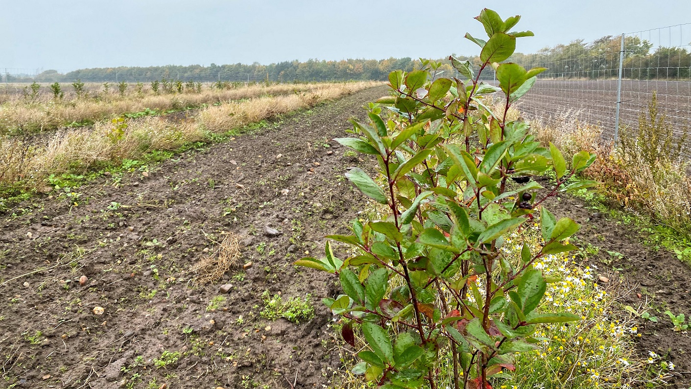 Mange af bærbuskene på Nyborggaard er plantet, så det er muligt at maskinhøste bærrene. Her er det aronia (surbær)