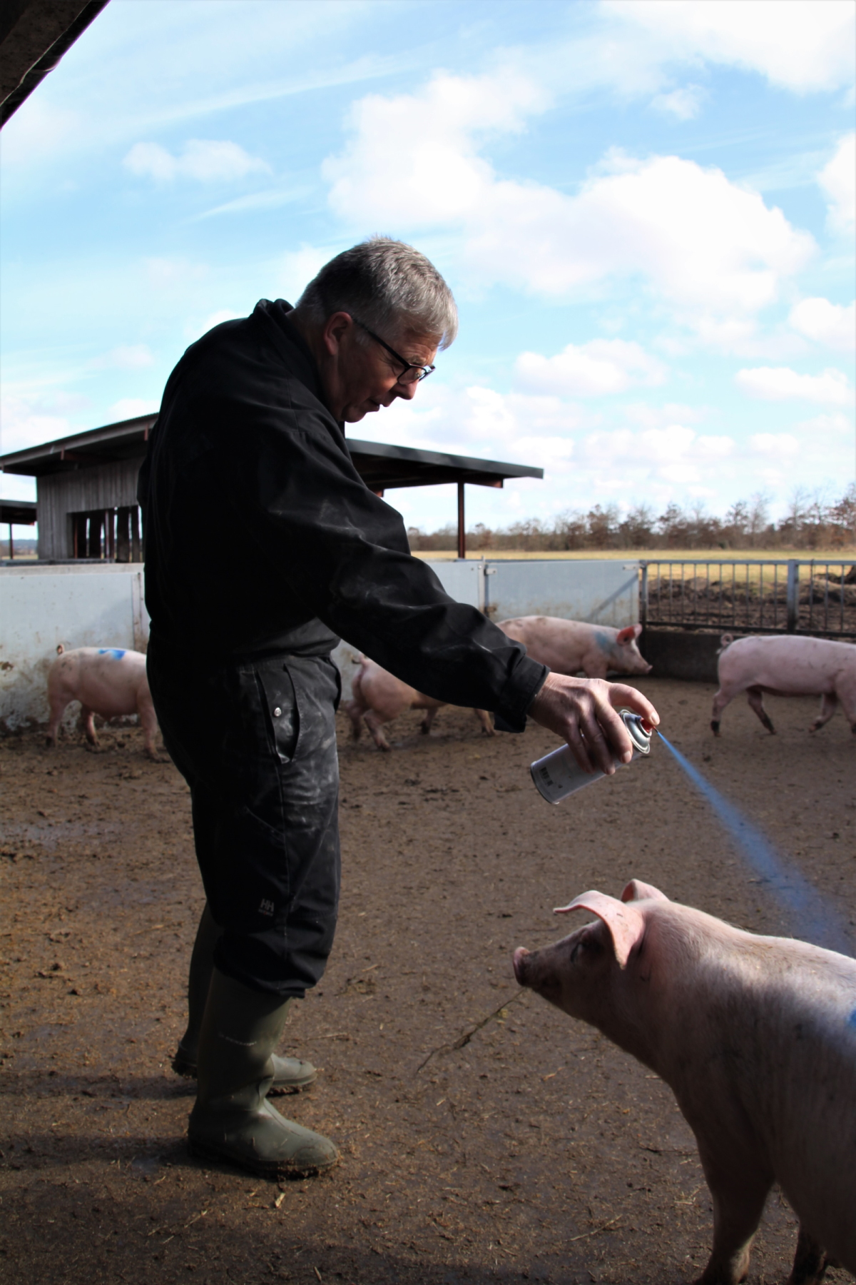 Søren Peter Hansen har altid en spary med i folden, så han kan mærke grise som af en eller anden grund skal sorteres fra i sorteringsvægten