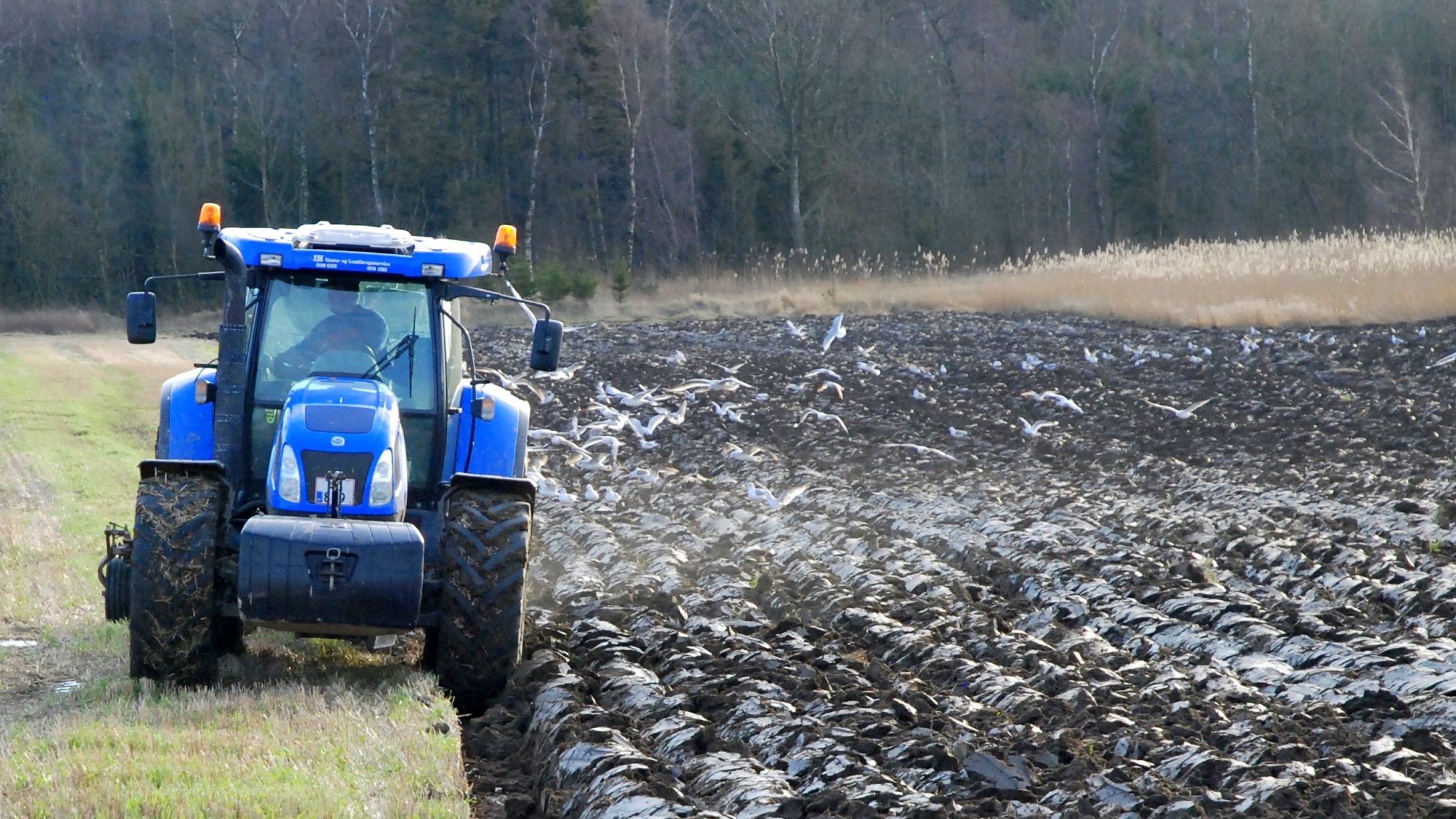 Traktor pløjer en mark