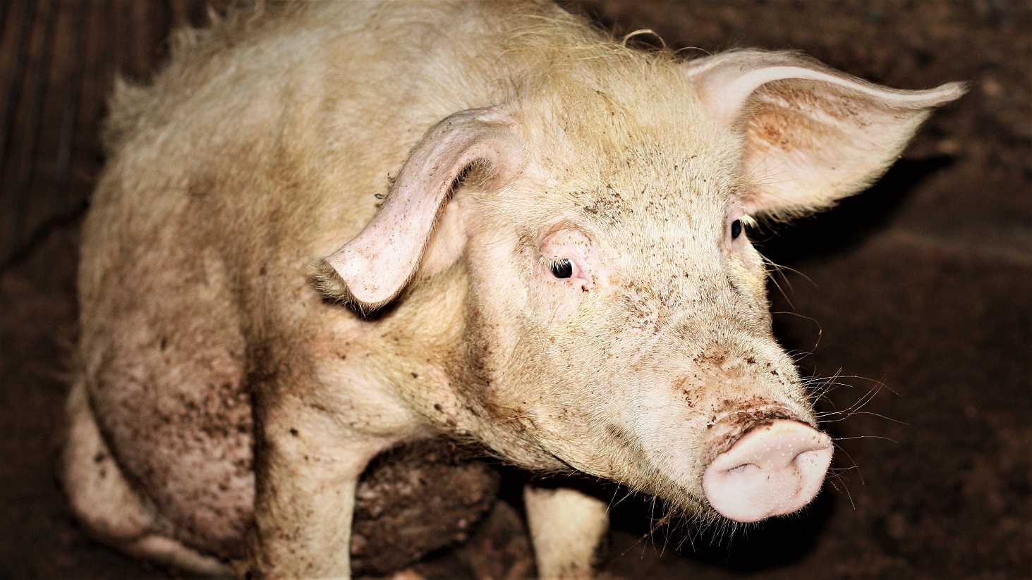 Billede af beskidt gris, der sidder på hug