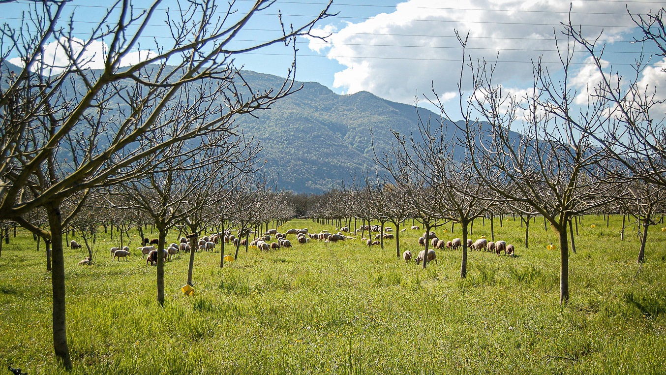 I Grenoble er valnøddedyrkning tæt forbundet med fåreavl, og mange dyrkere har i forårsmånederne besøg af fåreflokke i plantagerne. De går typisk blandt træerne i en til to måneder, inden dyreholderen flytter dem op i bjergene