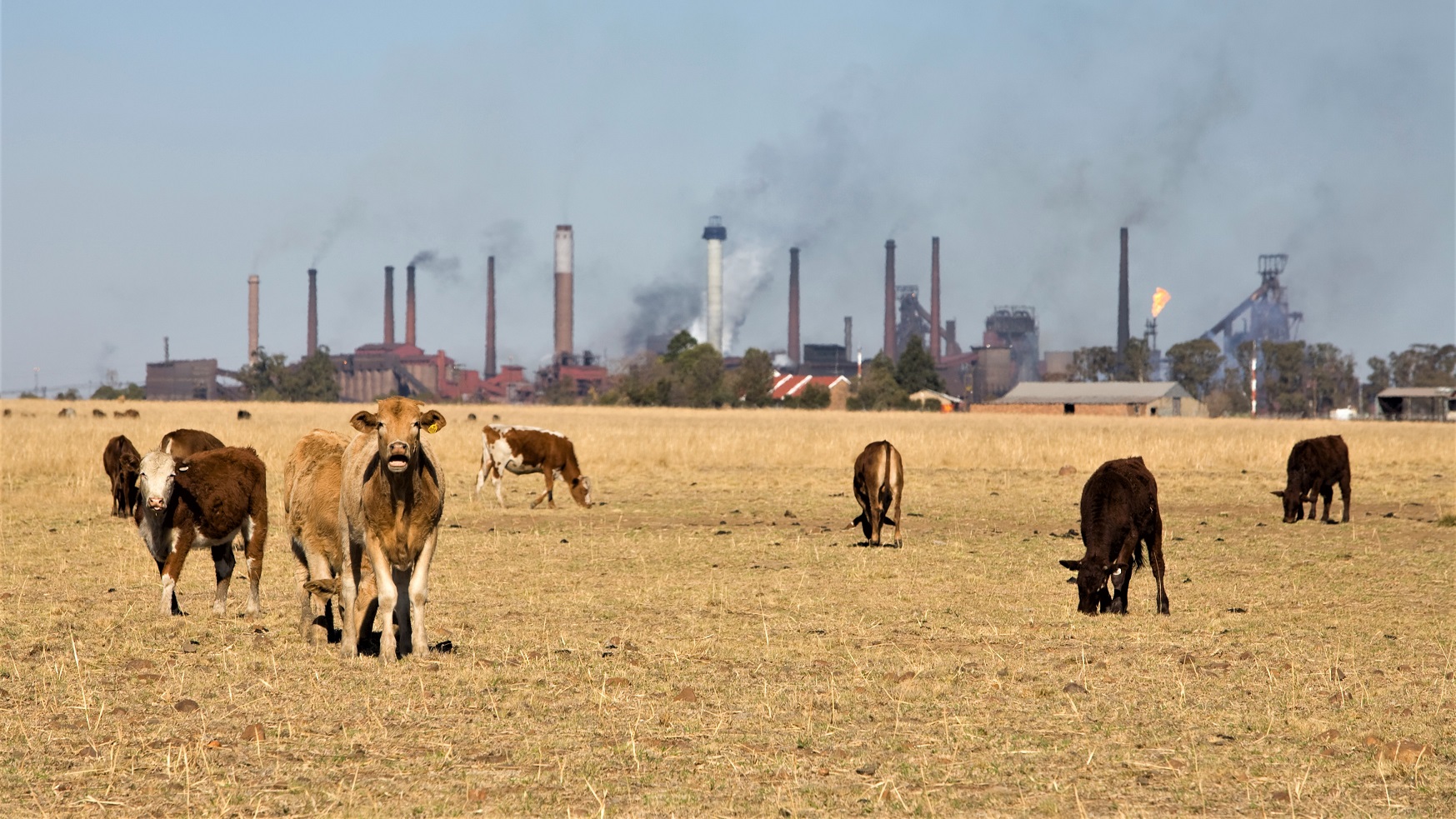 En flok køer står på en tør græsmark med industribygninger i baggrunden