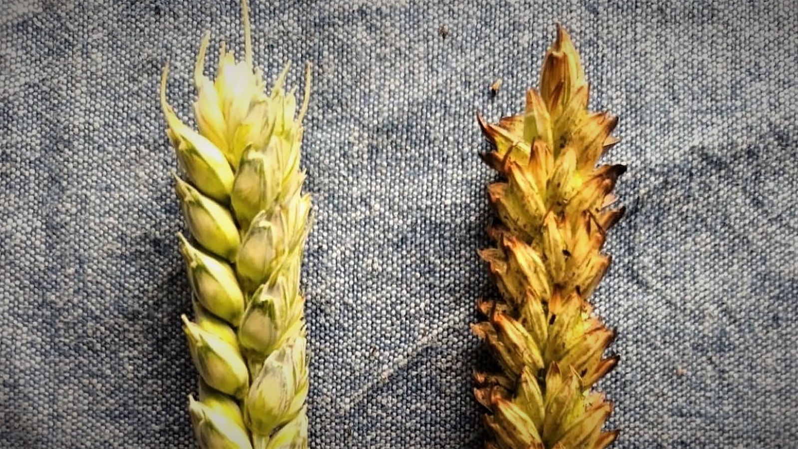 Nærbillede af korn, hvoraf det ene er før afbrænding og det andet efter