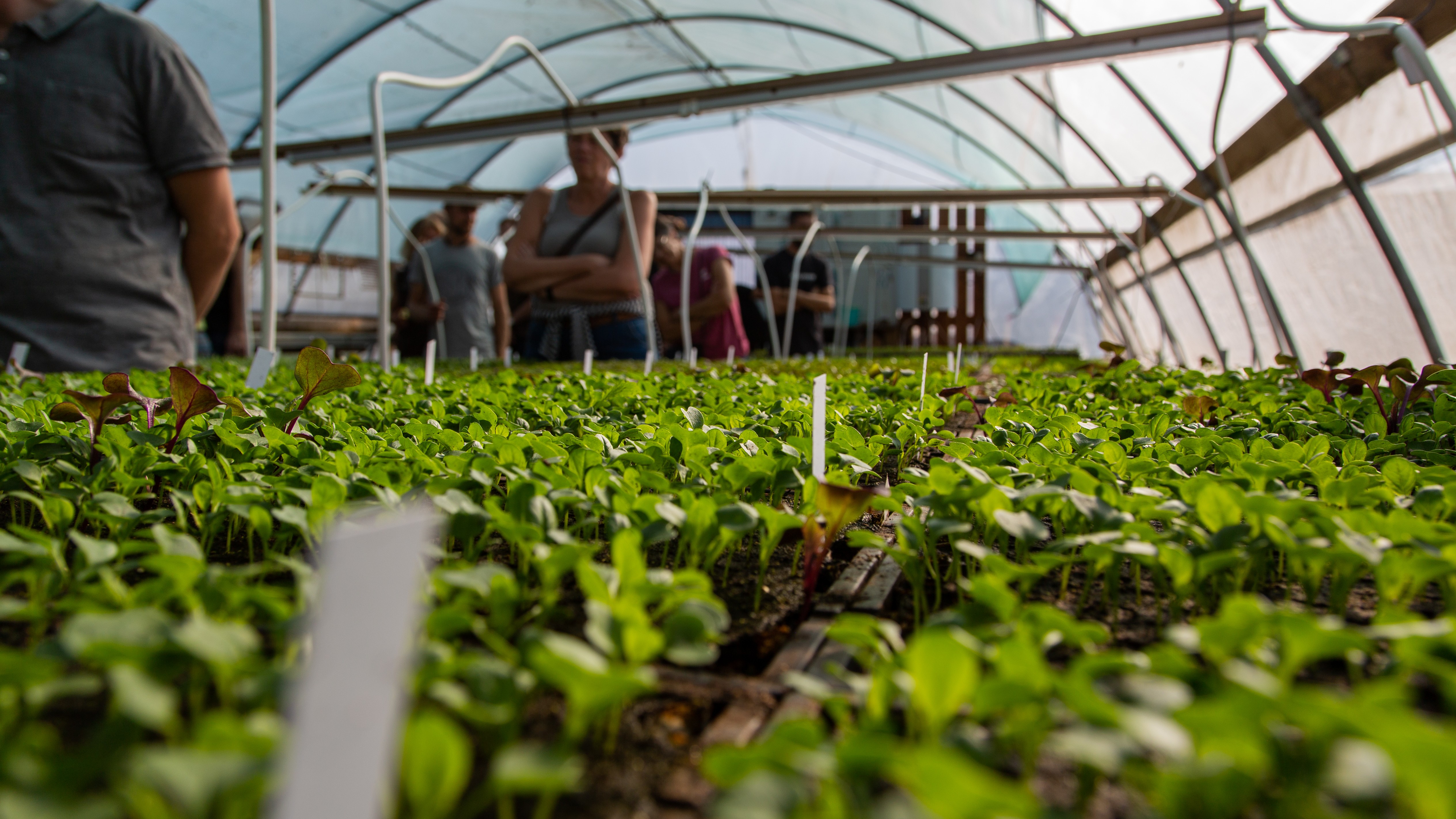 Stiklinger plantes først i drivhuset, før de plantes videre ud på marken.