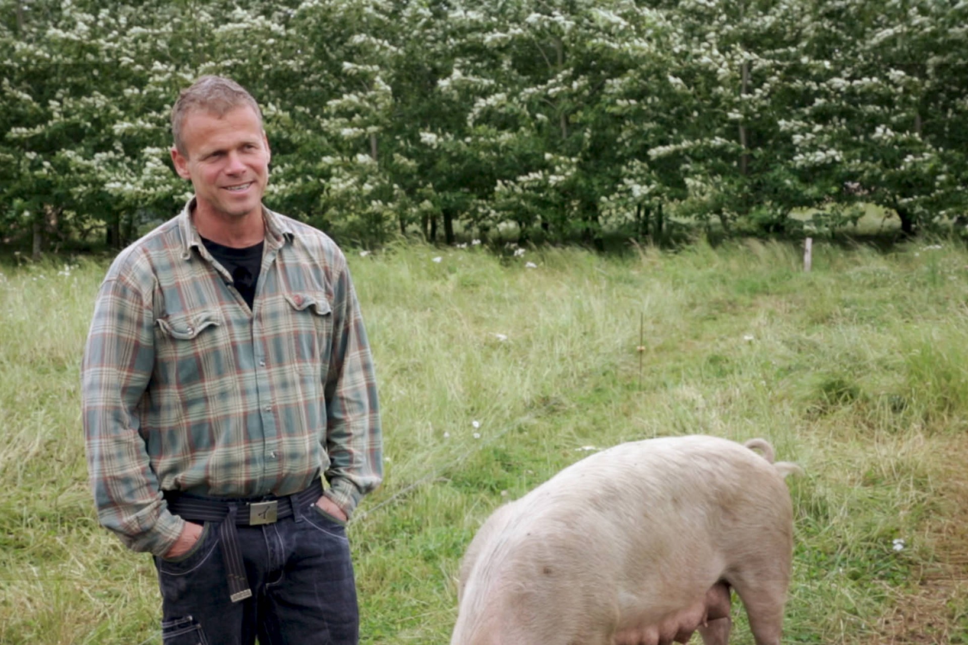 Bertel Hestbjerg står ved siden af en af sine poppelgrise